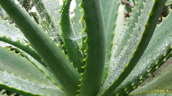 Aloe Vera, Tau oder Regentropfen, frisch saftig feuchte, saftige, saftige saftige Pflanzenblätter — Stockfoto