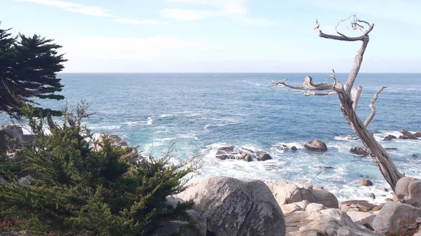 Bare dode bladloze eenzame cipres of dennenboom, 17 mijl rijden, Monterey California — Stockfoto