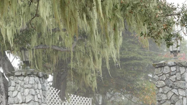 Δαντέλες λειχήνες κρέμονται, ομιχλώδη ομιχλώδη δέντρα. Νεράιδα μυστηριώδες δάσος, ΗΠΑ. — Φωτογραφία Αρχείου