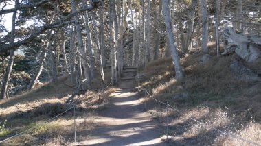 Ormanda ya da ormanda yol, korulukta yol. Kozalaklı çam ağacı. Kaliforniya