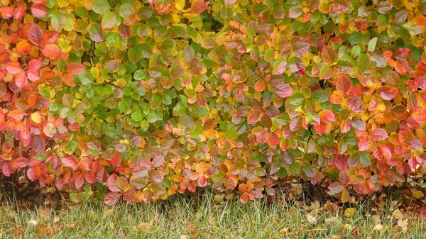 Hojas amarillas de otoño, hojas naranjas de otoño en jardín ornamental. Hoja en el parque. — Foto de Stock