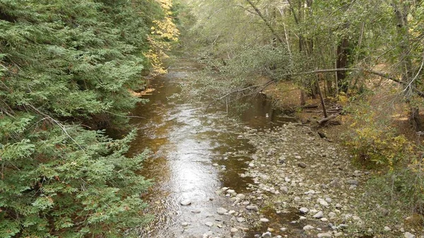Nehir ormanda, korulukta, California ormanlarında. Dere akıntısı dalgalandı