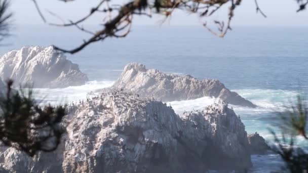 Manada de pelícanos, isla de acantilados rocosos, océano, Point Lobos, California. Aves volando — Vídeos de Stock