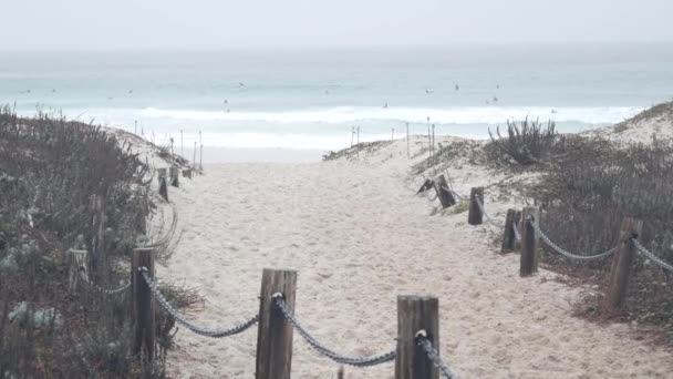 Sanddünen am Meer, neblige kalifornische Küste. Nebel, Regen, kalte See. — Stockvideo