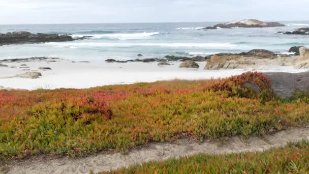 17 milhas de carro, Monterey, Califórnia. Costa oceânica rochosa e escarpada, ondas. Suculentas — Vídeo de Stock