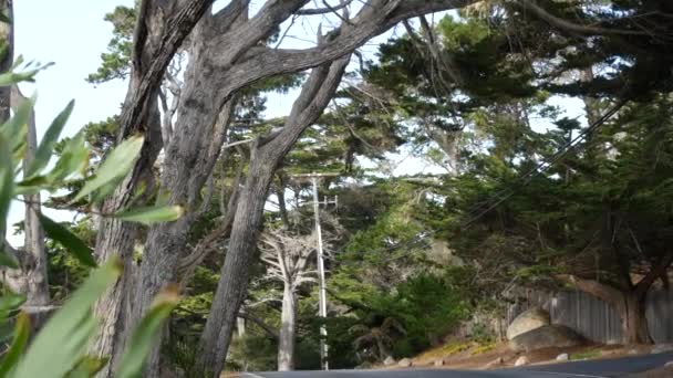 Passeio panorâmico de 17 milhas, Monterey, Califórnia. Viagem de carro através da floresta cipreste árvore. — Vídeo de Stock