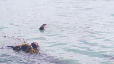 Vahşi su samuru. Okyanus suyunda yüzen su samuru. Kaliforniya kıyısı vahşi yaşamı..