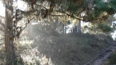 Ormanda ya da ormanda yol, korulukta yol. Kozalaklı çam ağacı. Kaliforniya