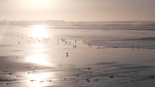 Ondas oceânicas e aves arenosas correm na praia, pequena ave arenosa. — Vídeo de Stock