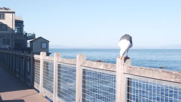 워터 프론트 보드 워크 , Monterey California. 캐너리로우에 있는 베이 프론트 수족관. — 비디오
