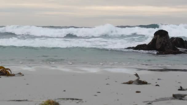 Fale oceaniczne i piaszczyste ptaki biegają po plaży, mały piaszczysto-piaszczysty pluper shorebird. — Wideo stockowe