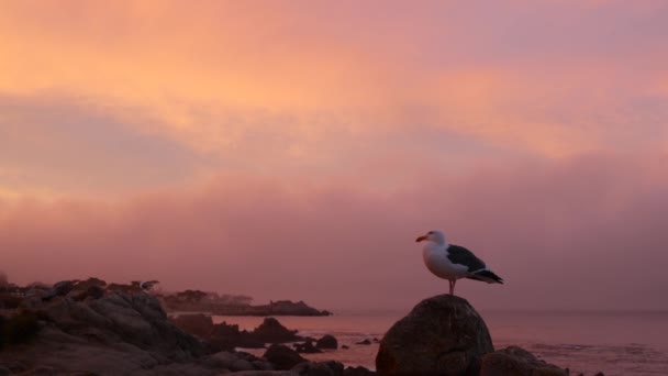 Rocky craggy ocean beach, Monterey, pink sunset sky, California coast. Gaviota. — Vídeos de Stock