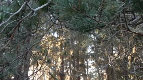 Mousse de lichen en dentelle suspendue, arbre dans la forêt profonde. Bois, bosquet ou bois. Parasite — Video