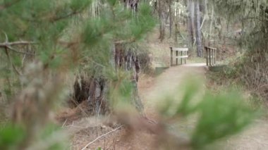 Orman veya korulukta yol. Çam ağacı, dantel yosun sarkıyor. Tahta köprü