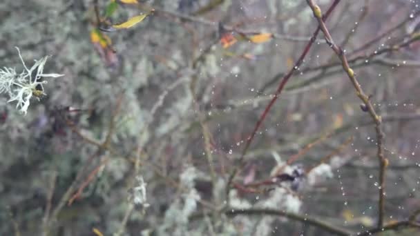 Gocce d'acqua sulla ragnatela, alberi autunnali nella foresta. Goccioline su ragnatela chiudi — Video Stock