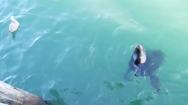 Kolonie divokých tuleňů, mnoho lachtanů, stádo plavající v mořské vodě. California — Stock video
