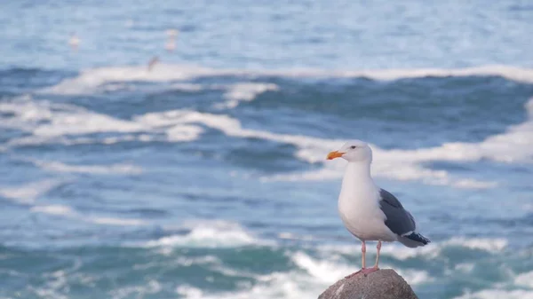 Plage océanique, vagues de mer s'écrasant, côte californienne. Oiseau de mouette. Éclaboussures d'eau — Photo