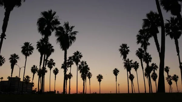 Sziluettek pálmafák és az emberek sétálnak a strandon naplementekor, Kalifornia partjainál, USA — Stock Fotó