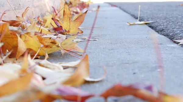 Dry yellow autumn fallen maple leaves on ground of american city street by curb. — Stock Photo, Image