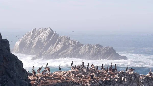 Hejno pelikánů, skalnatý ostrov, oceán, Point Lobos, Kalifornie. Ptáci létají — Stock fotografie