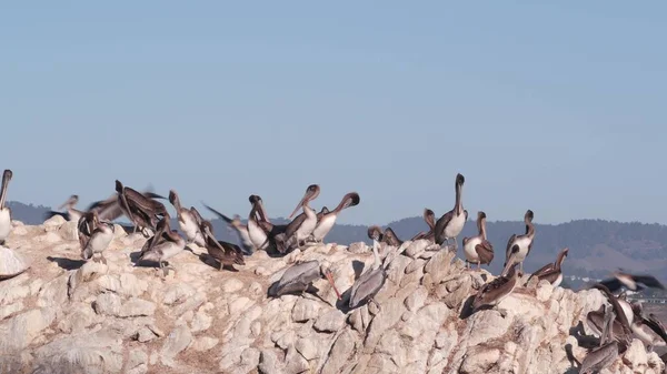 岩石上的褐色鹈鹕群，蓝天，洛沃斯角野生动物，加利福尼亚鸟类 — 图库照片