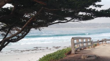 Yol, patika ya da patika, okyanus sahili, California sahili. Rıhtıma bakan selvi ağacı..