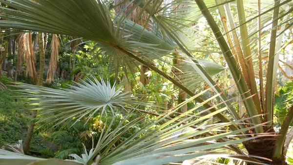 Alberi tropicali nella foresta soleggiata della giungla, foresta amazzonica esotica o canyon delle palme. — Foto Stock