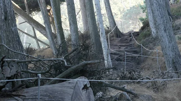 Vägen i skog eller skog, stig i skogsdunge. Barrträd av furu. Jordanien — Stockfoto