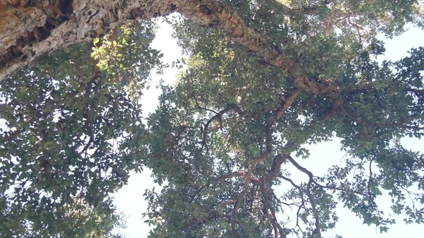 Großer Korkbaum, Korkholzstamm, Äste und Blätterdach. Wald oder Wald. — Stockfoto