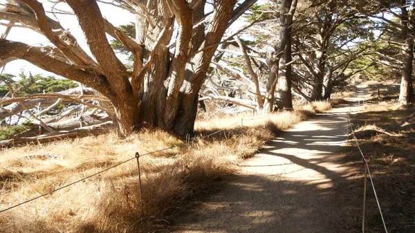 Ścieżka w lesie lub drewnie, szlak w gaju. Iglasta sosna cyprysowa. Kalifornia — Zdjęcie stockowe