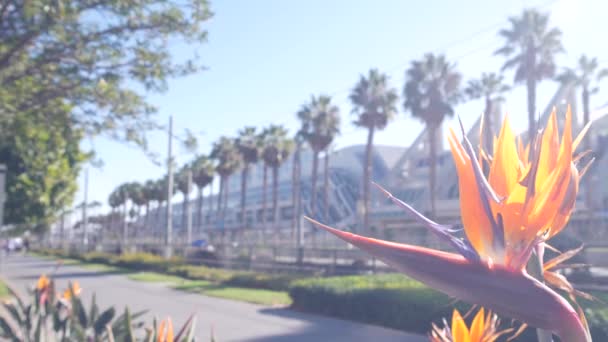 Palmeras y flores de grulla Strelitzia, California. Palmeras, ave del paraíso. — Vídeos de Stock