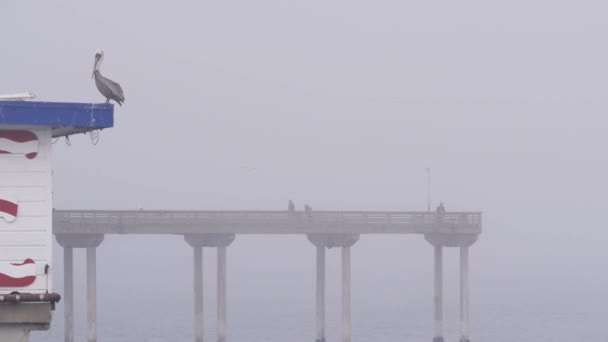 Wilder Pelikan am Ocean Beach Pier, nebliges Wetter an der kalifornischen Küste, USA. — Stockvideo