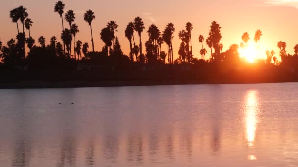 Muitas palmeiras silhuetas reflexão, pôr do sol oceano praia, costa da Califórnia EUA — Vídeo de Stock