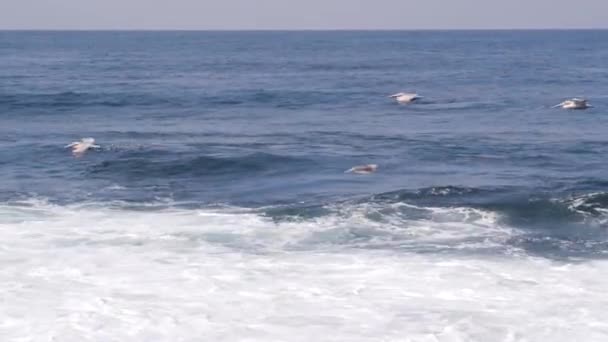 Pelikáni létají vzduchem, oceánské vlny. Pelecanus let, vodní hladina. — Stock video