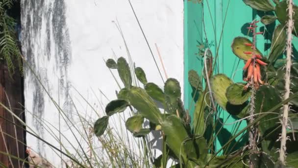 Суккулентное растение, кактус по белой стене с зеленым деревянным окном, мексиканский сад. — стоковое видео