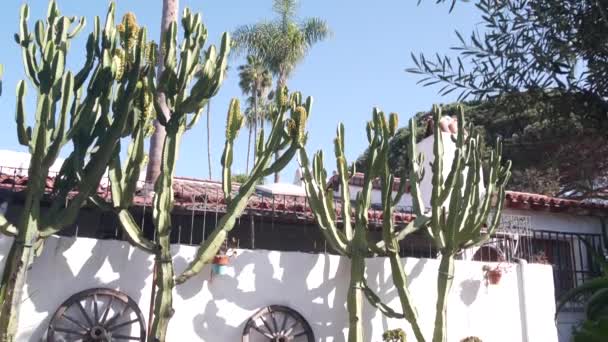 Μεξικάνικος αγροτικός κήπος. Παχύρευστα φυτά κάκτων, λευκός τοίχος, Καλιφόρνια. — Αρχείο Βίντεο