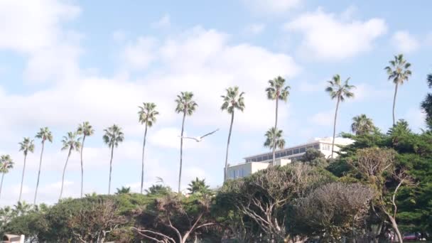 Palmiye ağaçları sırası, Rocky Point Parkı La Jolla, California sahilinde, ABD. Mavi gökyüzü — Stok video