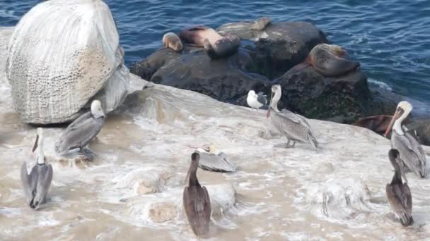 Bandada pelícano, colonia de aves, focas o leones marinos, roca por el agua del océano, California — Vídeo de stock