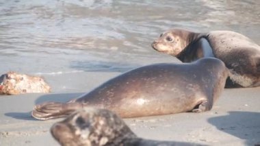 Vahşi benekli fok sürüsü, Pasifik limanı deniz aslanı dinleniyor, California plajı.