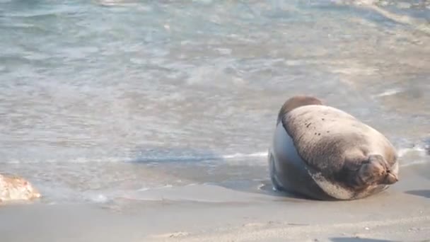 Selvagem manchada foca rookery, pacífico porto leão marinho descansando, praia da Califórnia — Vídeo de Stock