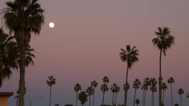 Palmer silhuetter och fullmåne i skymningen rosa himmel, Kalifornien stranden, USA — Stockvideo