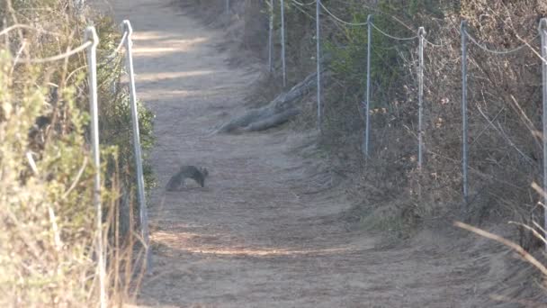 Ardilla en camino, animal salvaje. Fauna de Torrey Pines. Trekking, senderismo California. — Vídeos de Stock