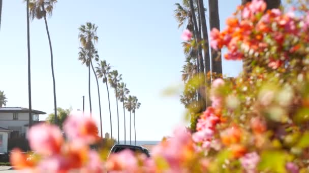 Fila de palmeiras, cidade perto de Los Angeles, costa da Califórnia. Palmeiras por praia. — Vídeo de Stock