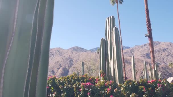 Palmer, kaktus, berg, Kaliforniens dalnatur. Arid öken oas flora — Stockvideo