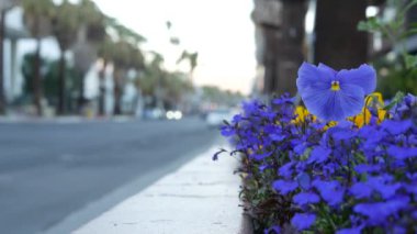 Palmiye ağaçları ve çiçekler, Palm Springs şehir sokağı, California yaz gezisi.