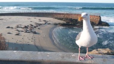 Vahşi benekli fok sürüsü, Pasifik limanı deniz aslanı dinleniyor, California plajı.