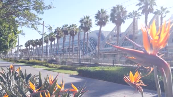 Palmy i kwiat żurawia strelitzia, Kalifornia. Palmy, rajski ptak. — Wideo stockowe