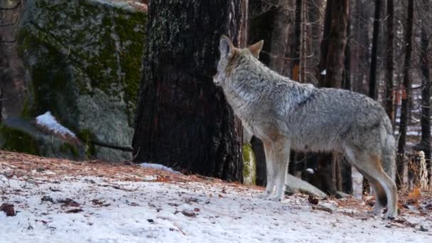 野生のオオカミ、コヨーテまたはコイウルフ、冬の雪の森、カリフォルニアの野生動物相、米国 — ストック動画