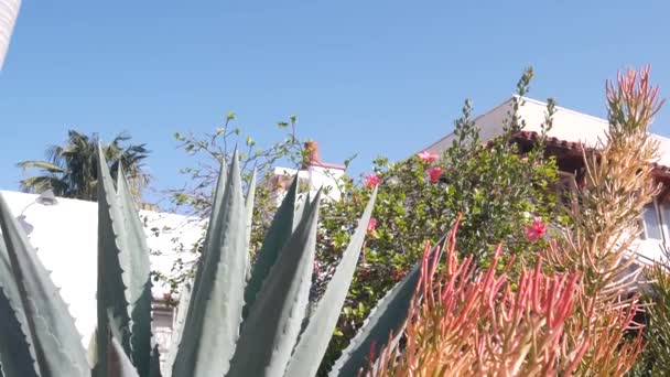 В калифорнийском саду растут агава или магуэй, суккуленты и большое алоэ. — стоковое видео