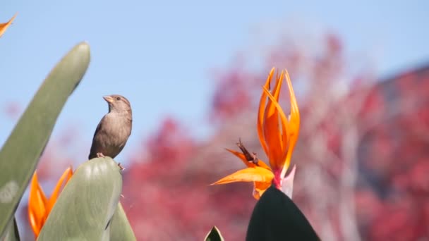 Kicsi madár, strelitzia paradicsom, virágzó madár, daruvirág. Kalifornia — Stock videók
